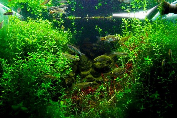 Kraken com зеркало