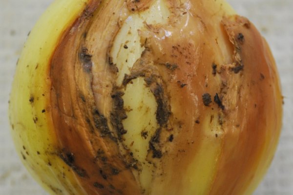 Kraken ссылка krakentor site