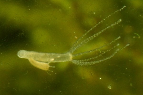 Кракен вход зеркало