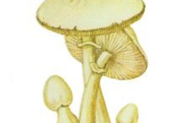 Актуальное зеркало на кракен