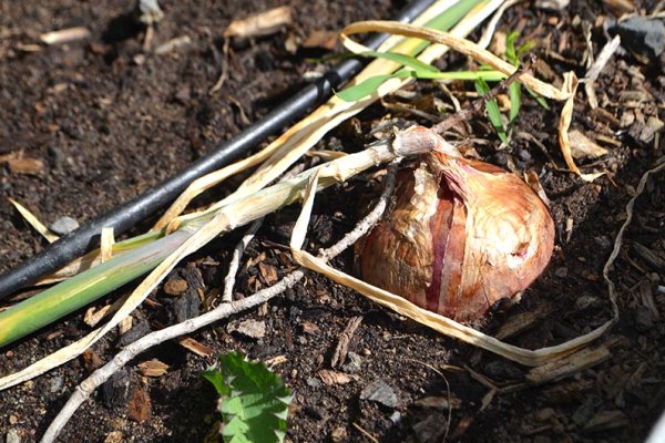 Даркнет маркет кракен onion