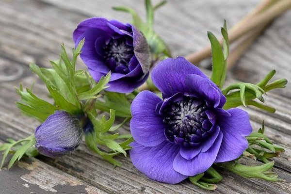 Кракен сайт krk store com