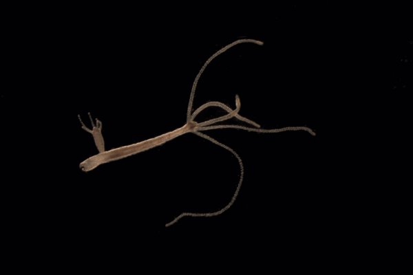 Кракен онион