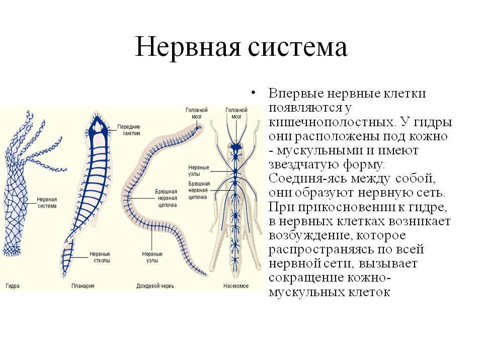 Сайт вместо гидры