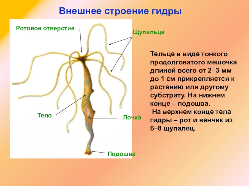Оригинальная ссылка кракен браузера